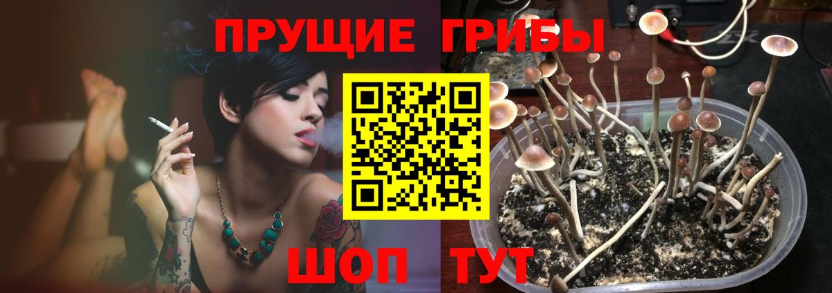 Севастополь  Галлюциногенные грибы Psilocybine cubensis  Вход с VPN 